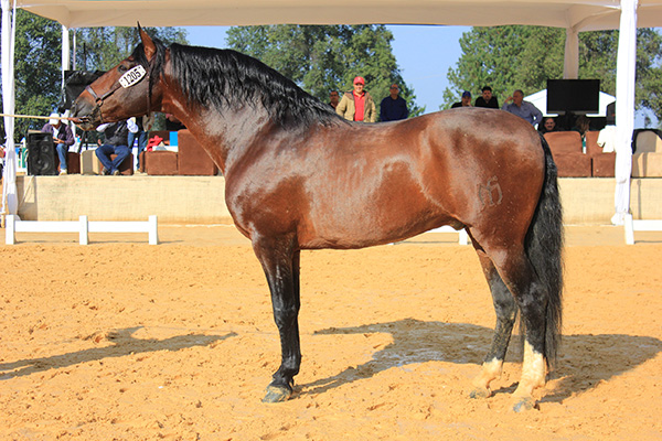 ARMAS TARUGO