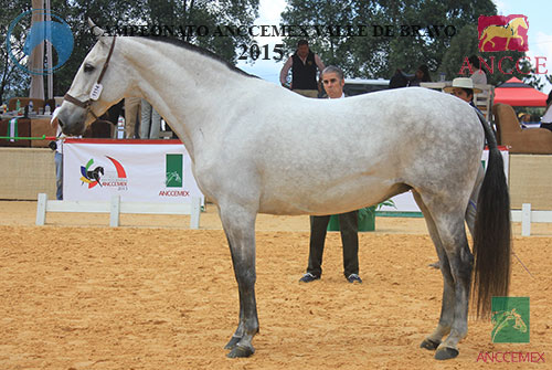 LAGARTERA XI