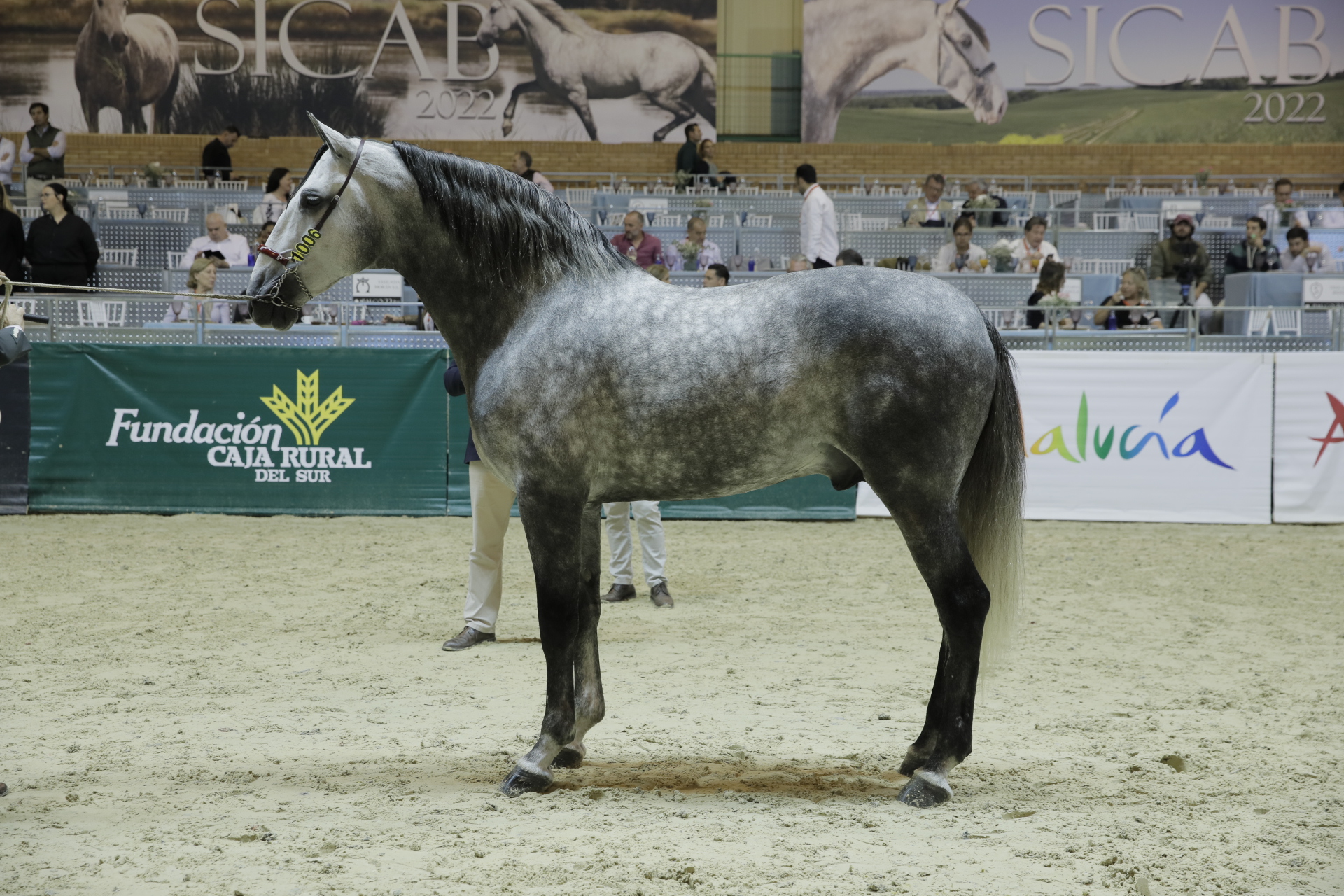 BRIO DE TUCABALLOANDALUZ