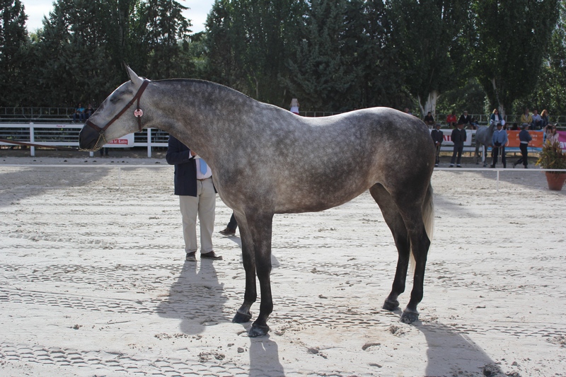 JARA FS